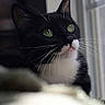 cat, tuxedo_cat, black_and_white, green_eyes, whiskers, window, indoor, close_up, portrait, pet, feline, curious, soft_light, fur, animal, domestic_animal, looking_up, side_view, cute, calm