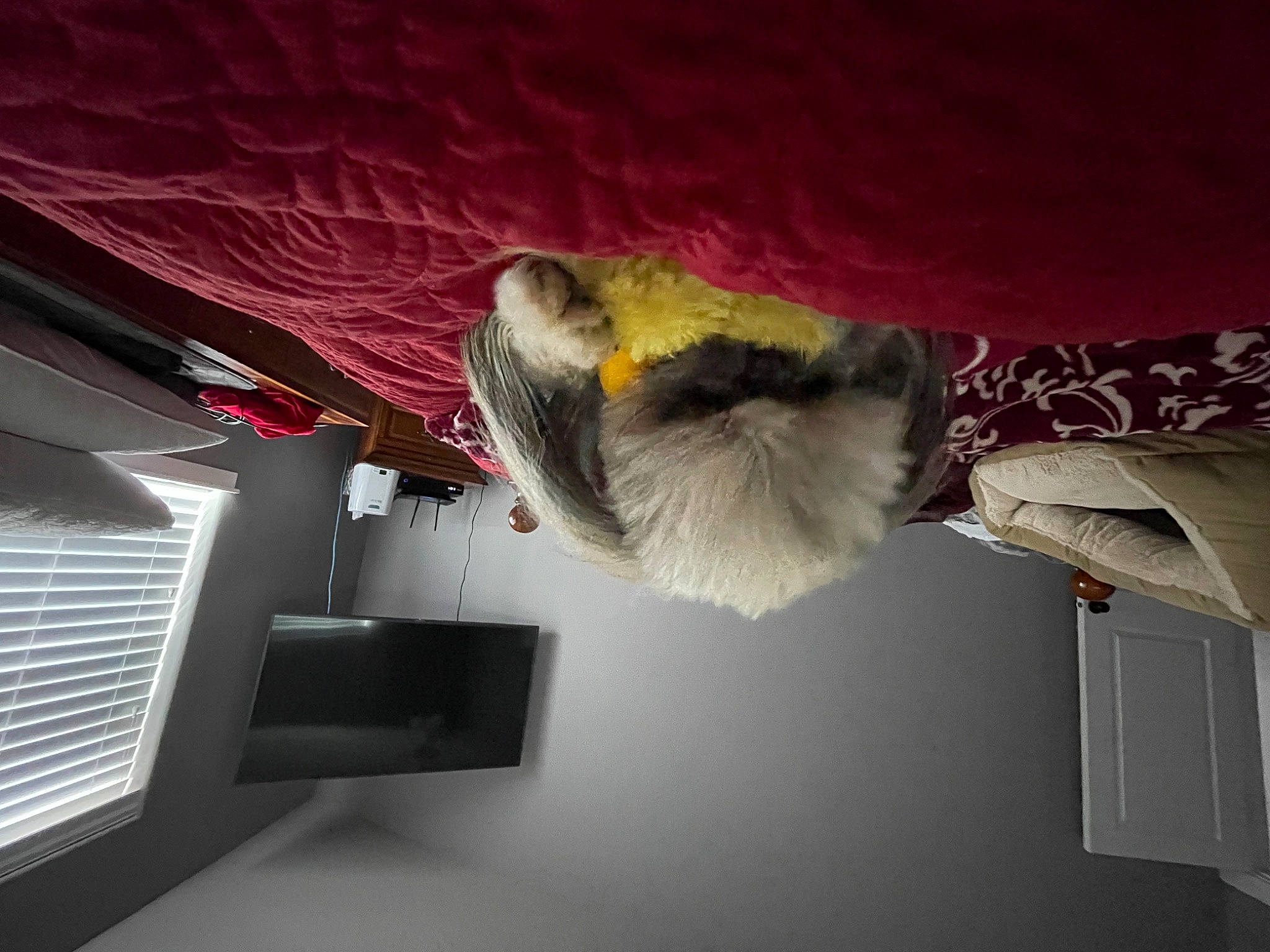 Truffles is registered to the contest to win money with this photo: automotive_exterior, automotive_lighting, beak, bumper, ceiling, cockatiel, cockatoo, feather, fur, grey, hood, linens, machine, parrot, plaster, room, stuffed_toy, tail, vehicle_door, wing