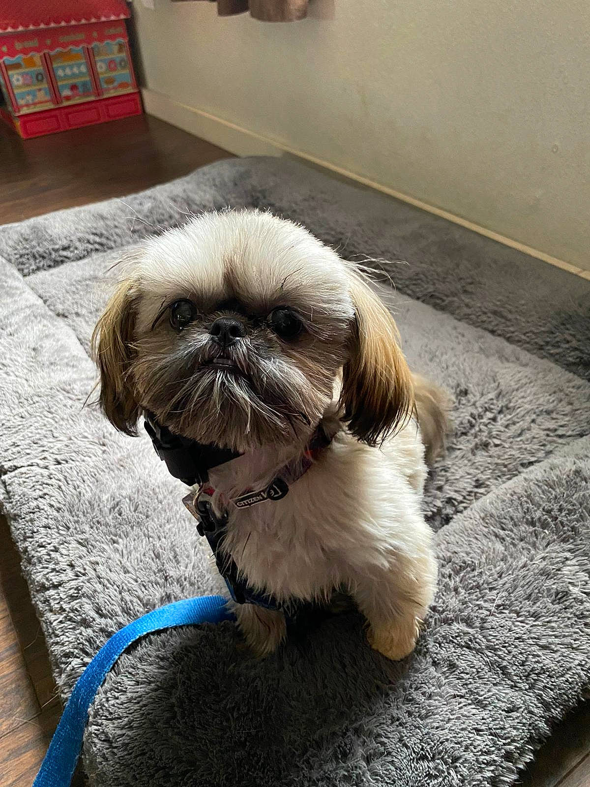 Truffles joined the competition — help win amazing prizes! canidae, carnivore, companion_dog, dog, dog_breed, dog_supply, fawn, fur, liver, maltepoo, pet_supply, picture_frame, shelf, shih_tzu, snout, sporting_group, tail, terrier, toy_dog, working_animal