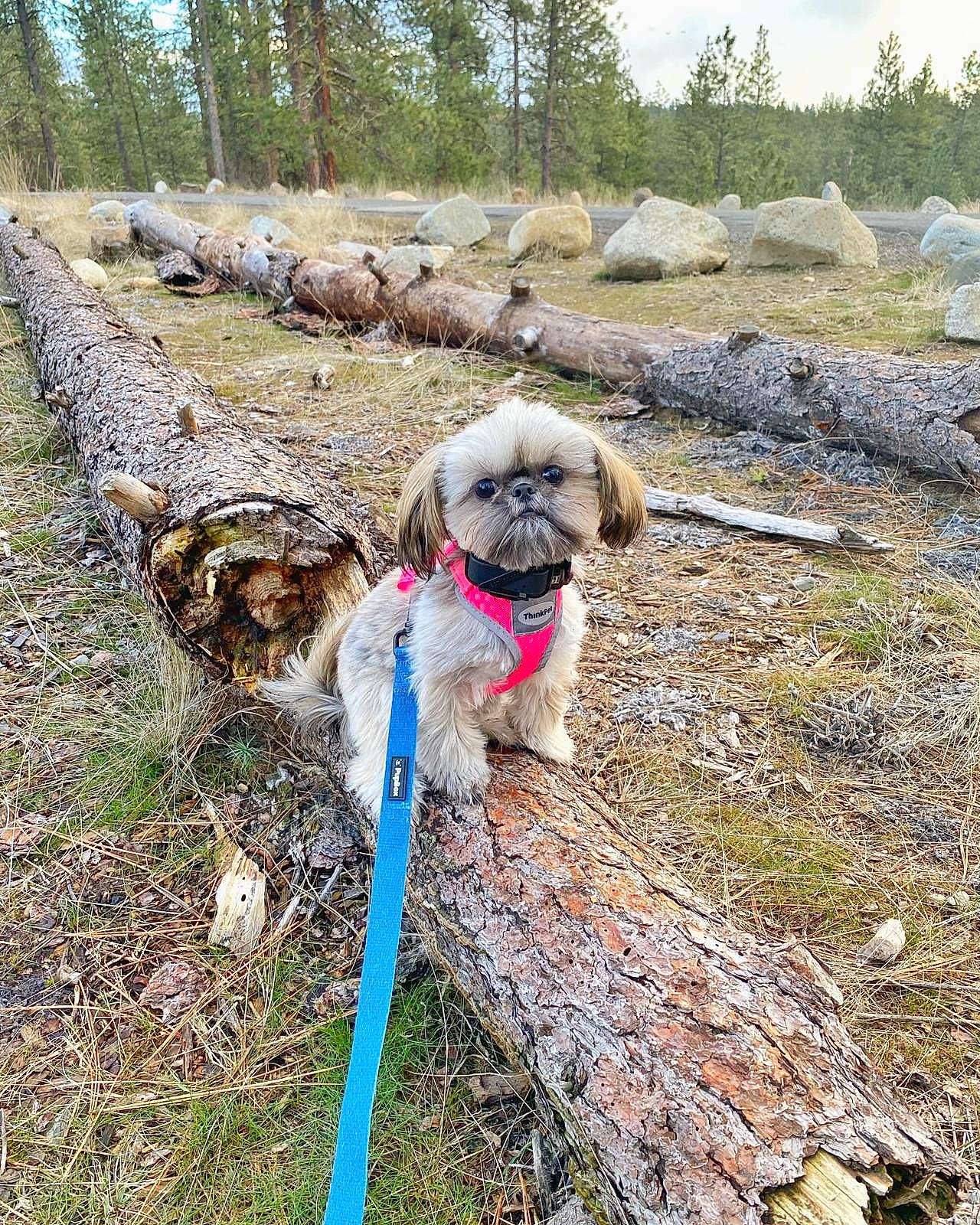 Truffles is registered to the contest to win money with this photo: carnivore, collar, companion_dog, dog, dog_breed, dog_collar, fawn, garden_hose, grass, leash, pet_supply, plant, sky, snout, soil, sporting_group, toy_dog, tree, water_dog, working_animal