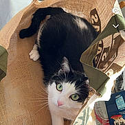 Opuim participe au concours pour gagner de l'argent avec cette photo : abyssinian, animal, armchair, bag, basket, box, cat, chair, couch, cushion, furniture, homedecor, indoors, kitten, linen, manx, person, pet, sleeping, text