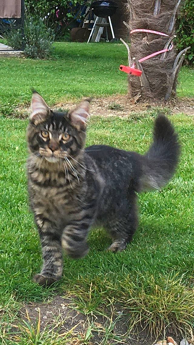 Réglisse a rejoint le concours — aidez-le/la à gagner de superbes lots ! asian, carnivore, cat, domestic_short_haired_cat, dragon_li, european_shorthair, felidae, grass, kurilian_bobtail, maine_coon, mammal, norwegian_forest_cat, pixie_bob, siberian, small_to_medium_sized_cats, tabby_cat, tail, vertebrate, whiskers, wild_cat