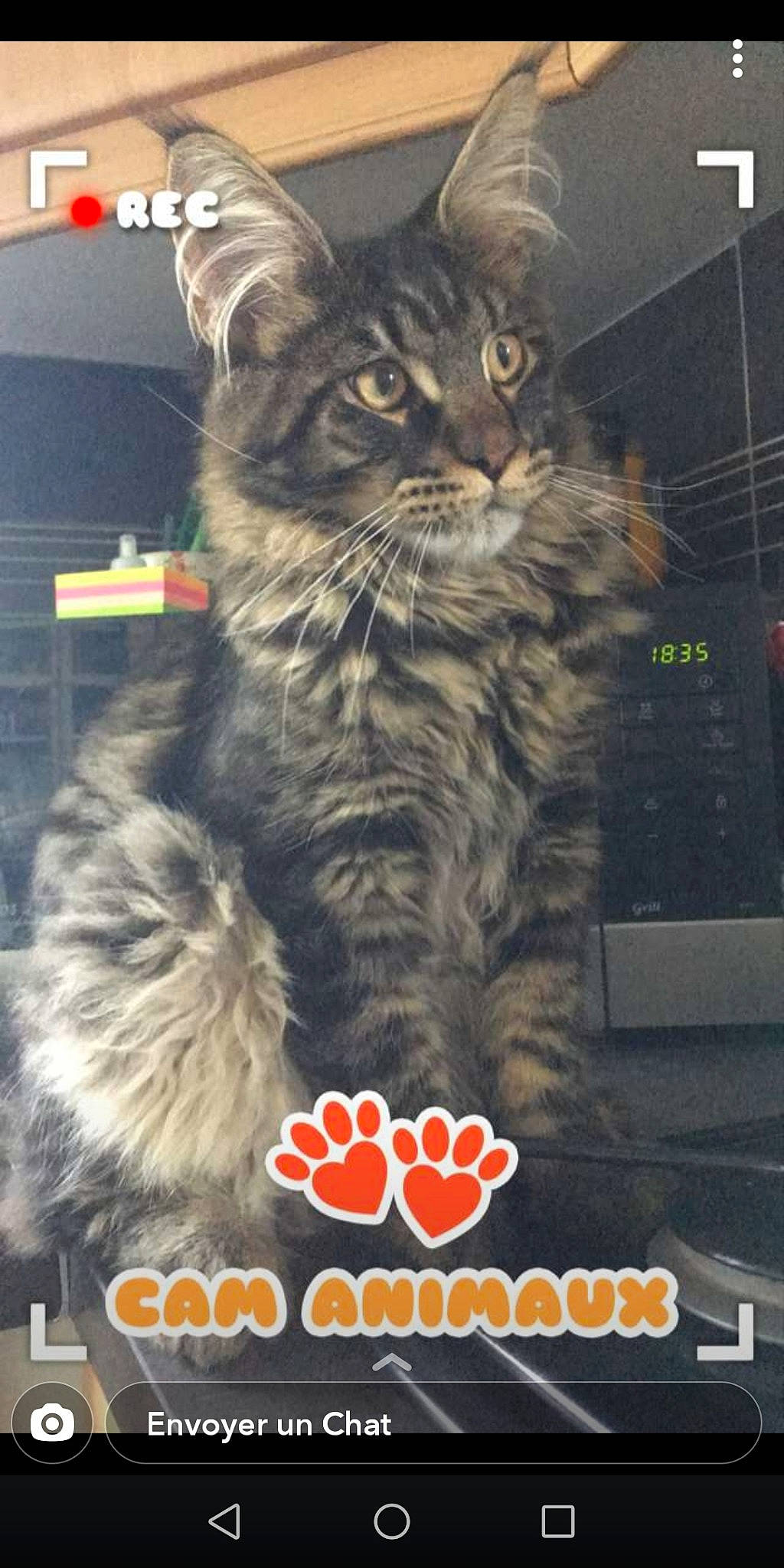 Réglisse a rejoint le concours — aidez-le/la à gagner de superbes lots ! american_bobtail, american_curl, asian, carnivore, cat, domestic_short_haired_cat, dragon_li, european_shorthair, felidae, kitten, kurilian_bobtail, maine_coon, norwegian_forest_cat, photo_caption, photography, polydactyl_cat, siberian, small_to_medium_sized_cats, whiskers, wild_cat