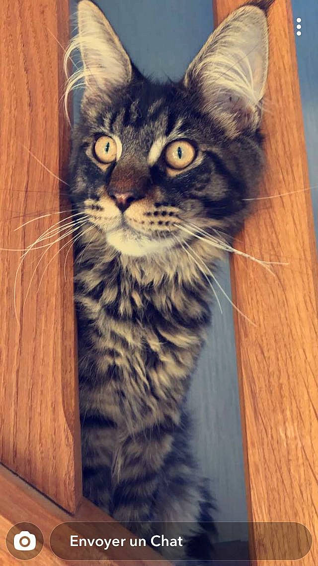 Réglisse participe au concours pour gagner de l'argent avec cette photo : american_bobtail, american_shorthair, asian, carnivore, cat, domestic_short_haired_cat, dragon_li, european_shorthair, felidae, kitten, maine_coon, mammal, pixie_bob, siberian, small_to_medium_sized_cats, tabby_cat, whiskers