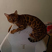 Alto participe au concours pour gagner de l'argent avec cette photo : bengal_cat, cat, feline, pet, indoor, gaming_chair, curious, animal, striped, rosetted_fur, climbing, furniture, home, domestic_cat, whiskers, ears, tail, brown, black, eyes