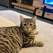 Alya participe au concours pour gagner de l'argent avec cette photo : animal, cat, couch, cozy, cute, domestic_animal, feline, fireplace, fur, indoor, living_room, looking_at_camera, lying_down, mammal, pet, relaxed, soft_texture, tabby, television, whiskers