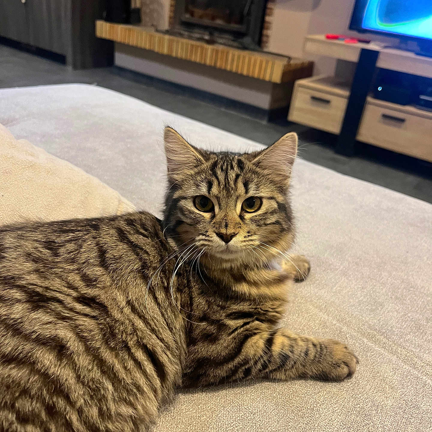 Alya participe au concours pour gagner de l'argent avec cette photo : animal, cat, couch, cozy, cute, domestic_animal, feline, fireplace, fur, indoor, living_room, looking_at_camera, lying_down, mammal, pet, relaxed, soft_texture, tabby, television, whiskers