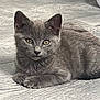 kitten, gray_cat, pet, animal, floor, indoor, feline, cute, young_cat, resting, whiskers, ears, paws, fur, closeup, portrait, domestic_animal, small, looking, alert