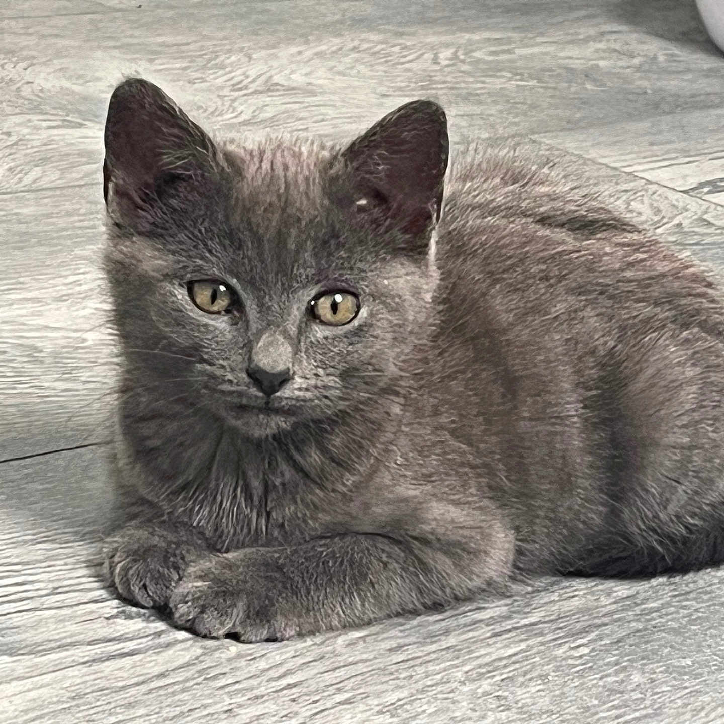 Arka a rejoint le concours — aidez-le/la à gagner de superbes lots ! alert, animal, closeup, cute, domestic_animal, ears, feline, floor, fur, gray_cat, indoor, kitten, looking, paws, pet, portrait, resting, small, whiskers, young_cat