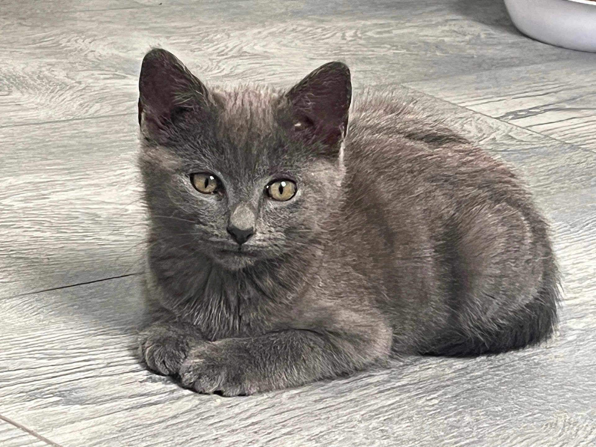 Arka a rejoint le concours — aidez-le/la à gagner de superbes lots ! kitten, gray_cat, pet, animal, floor, indoor, feline, cute, young_cat, resting, whiskers, ears, paws, fur, closeup, portrait, domestic_animal, small, looking, alert