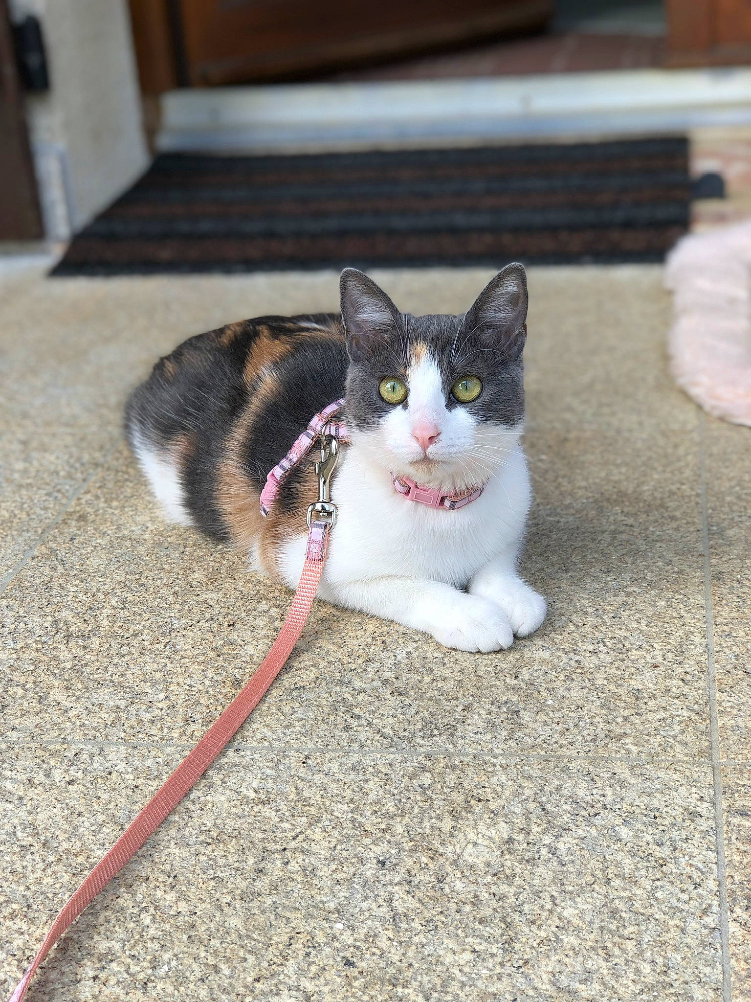 Oïa participe au concours pour gagner de l'argent avec cette photo : aegean_cat, carnivore, cat, domestic_short_haired_cat, felidae, floor, kitten, mammal, polydactyl_cat, small_to_medium_sized_cats, tail, whiskers