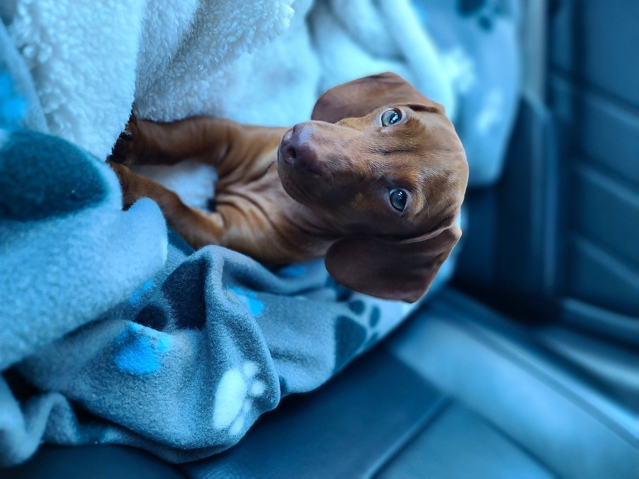 Izabella Phoenix is registered to the contest to win money with this photo: bed, bed_sheet, bedding, canidae, comfort, companion_dog, dog_breed, electric_blue, fawn, felidae, fur, linens, nail, nap, room, small_to_medium_sized_cats, terrestrial_animal, tree, wood, wrinkle