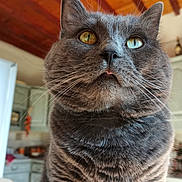Petitlait a rejoint le concours — aidez-le/la à gagner de superbes lots ! animal, cat, close_up, curious, cute, domestic, eyes, feline, fur, gray_cat, house, indoor, kitchen, pet, portrait, tabby, tongue_out, warm_lighting, whiskers, wooden_ceiling