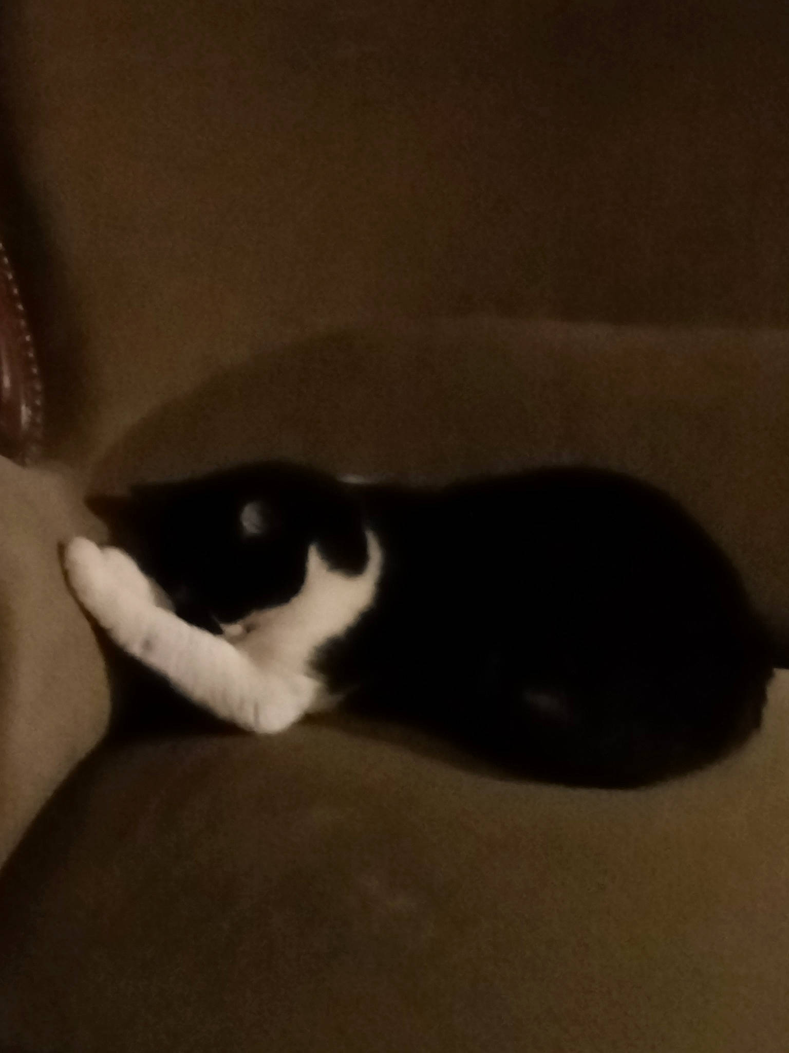 P'Tit Chat a rejoint le concours — aidez-le/la à gagner de superbes lots ! carnivore, cat, cloud, comfort, darkness, felidae, foot, fur, human_body, human_leg, monochrome, monochrome_photography, paw, shadow, small_to_medium_sized_cats, snout, tail, tints_and_shades, whiskers, wood