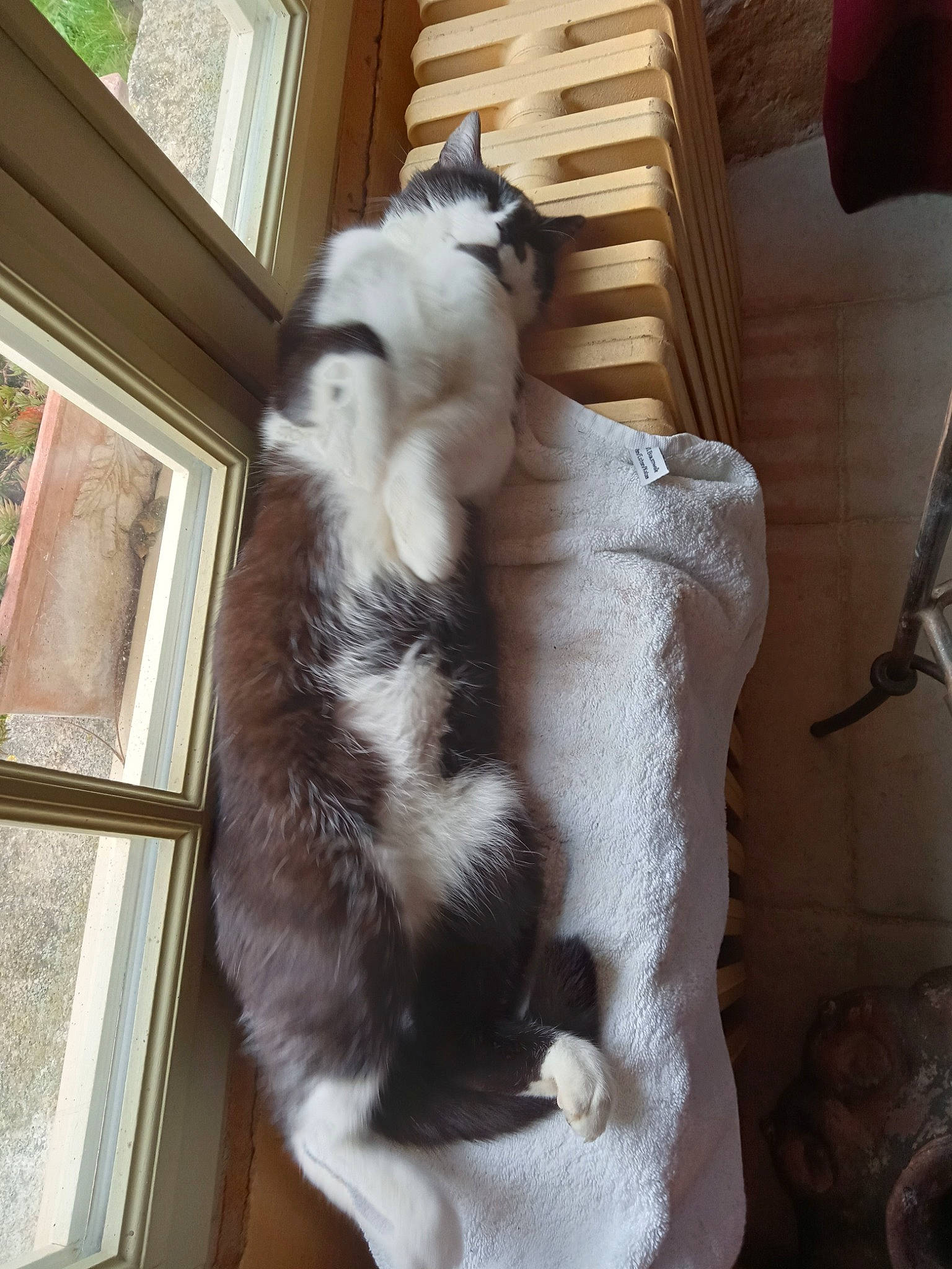 P'Tit Chat a rejoint le concours — aidez-le/la à gagner de superbes lots ! canidae, carnivore, cat, comfort, companion_dog, dog_breed, fawn, felidae, fur, paw, small_to_medium_sized_cats, sporting_group, tail, terrestrial_animal, whiskers, window, wood