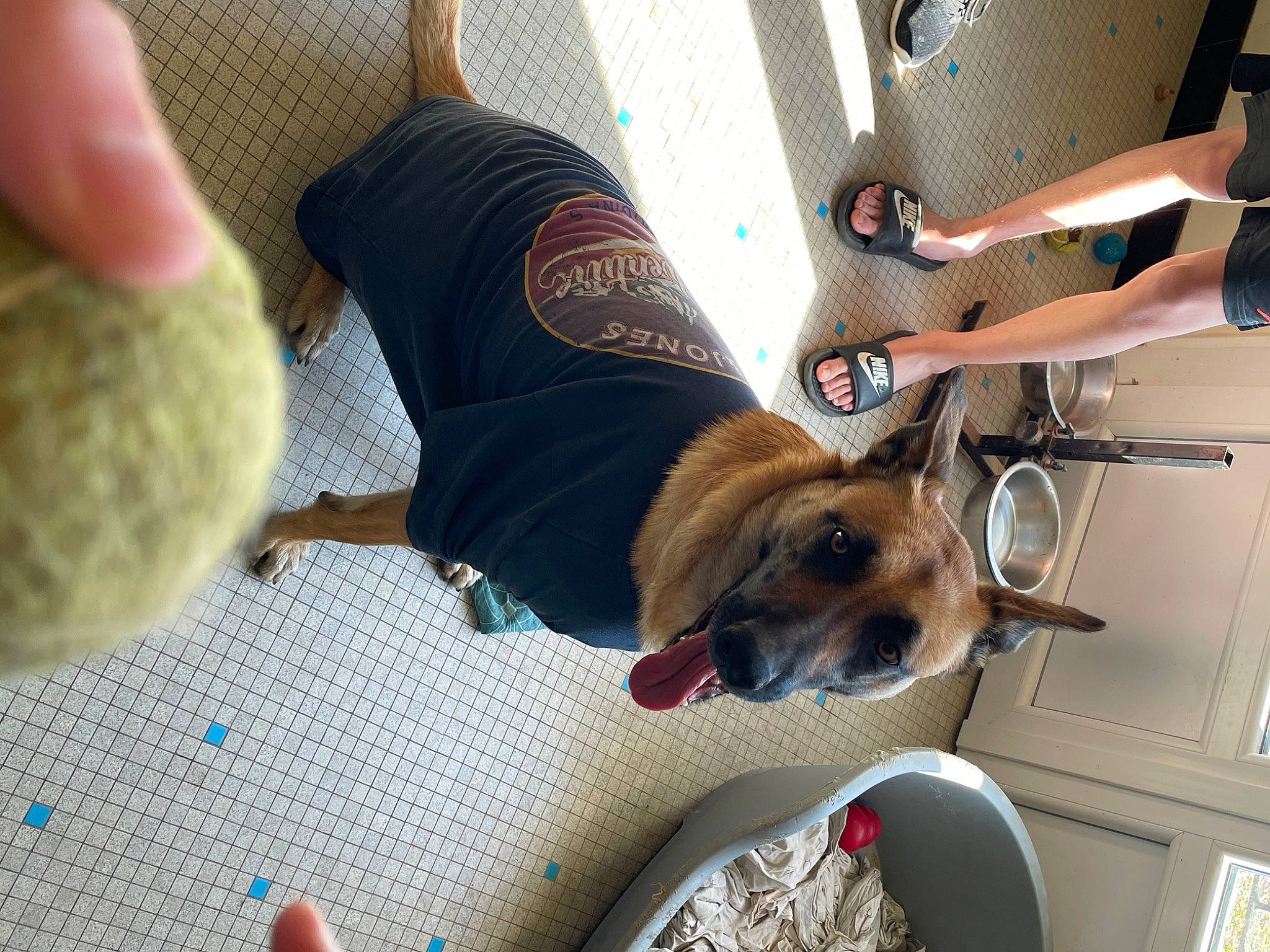 Rayah a rejoint le concours — aidez-le/la à gagner de superbes lots ! carnivore, chair, collar, comfort, companion_dog, dog, dog_breed, dog_supply, elbow, eyewear, fawn, flooring, foot, human_leg, knee, shoe, sunglasses, thigh, toy_dog, wrist