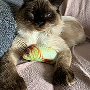 Baby Blue joined the competition — help win amazing prizes! animal, blanket, blue_eyes, cat, claws, closeup, cozy, cute, fish, fur, furry, indoor, paws, pet, relaxed, resting, siamese, soft, toy, whiskers