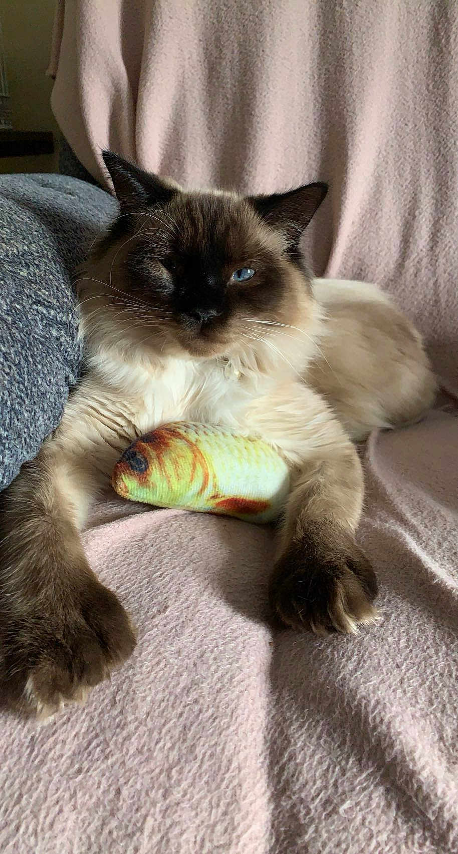 Baby Blue