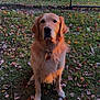 Ozzy is registered to the contest to win money with this photo: dog, golden_retriever, grass, autumn_leaves, fence, outdoor, pet, animal, collar, sunlight, nature, field, fall, canine, mammal, sitting, looking, daylight, fur, ears