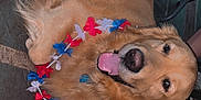 Ozzy joined the competition — help win amazing prizes! golden_retriever, dog, pet, animal, flower_lei, red, white, blue, tongue_out, happy, panting, floor, tile, indoor, chair, legs, fur, canine, domestic_animal, resting