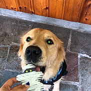 Ozzy is registered to the contest to win money with this photo: animal, bite, black_nose, chew, collar, cute, dog, ears, floor, fur, golden_retriever, hand, indoor, mummy_treat, nail_polish, pet, playful, stone_floor, tongue, wooden_wall