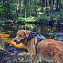 Ozzy joined the competition — help win amazing prizes! dog, golden_retriever, forest, pond, water, nature, outdoor, animal, canine, harness, bandana, sunlight, greenery, trees, reflection, tongue_out, happy, pet, leash, fur