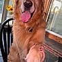 Ozzy is registered to the contest to win money with this photo: animal, chair, companion, dog, friendly, furry, golden_retriever, happy, home, indoor, interaction, nail_polish, paw, person_hand, pet, porch, sunflowers, tongue_out, window, wooden_chair