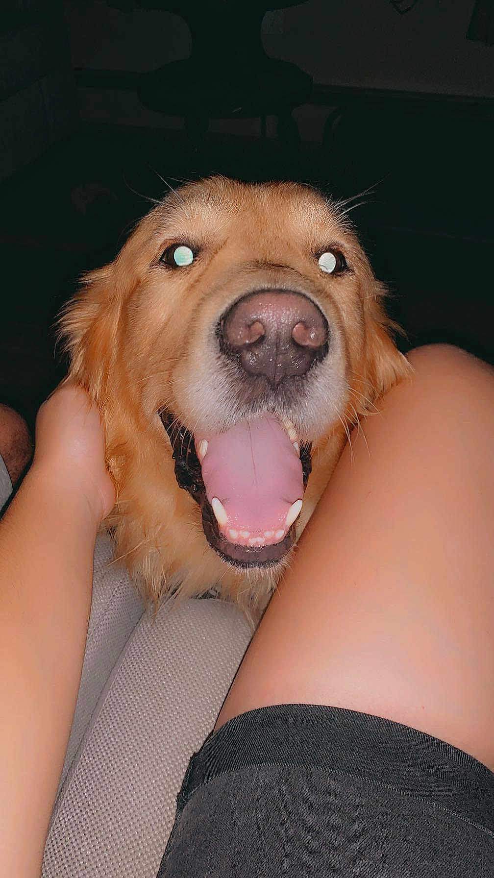 Ozzy joined the competition — help win amazing prizes! dog, golden_retriever, pet, tongue_out, happy, smiling, indoor, close_up, canine, animal, fur, friendly, companion, cute, domestic_animal, person, hand, leg, couch, relaxation