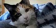 Sophia Grace is registered to the contest to win money with this photo: cat, calico, blanket, couch, indoor, pet, fur, animal, painting, tiger, portrait, cozy, feline, relaxing, whiskers, curious, soft, home, snuggling, eyes