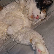 Sophia Grace is registered to the contest to win money with this photo: cat, calico, sleeping, fur, paw, pink_nose, cozy, blanket, close_up, pet, animal, resting, indoor, cute, fluffy, whiskers, relaxation, soft, sleep, feline