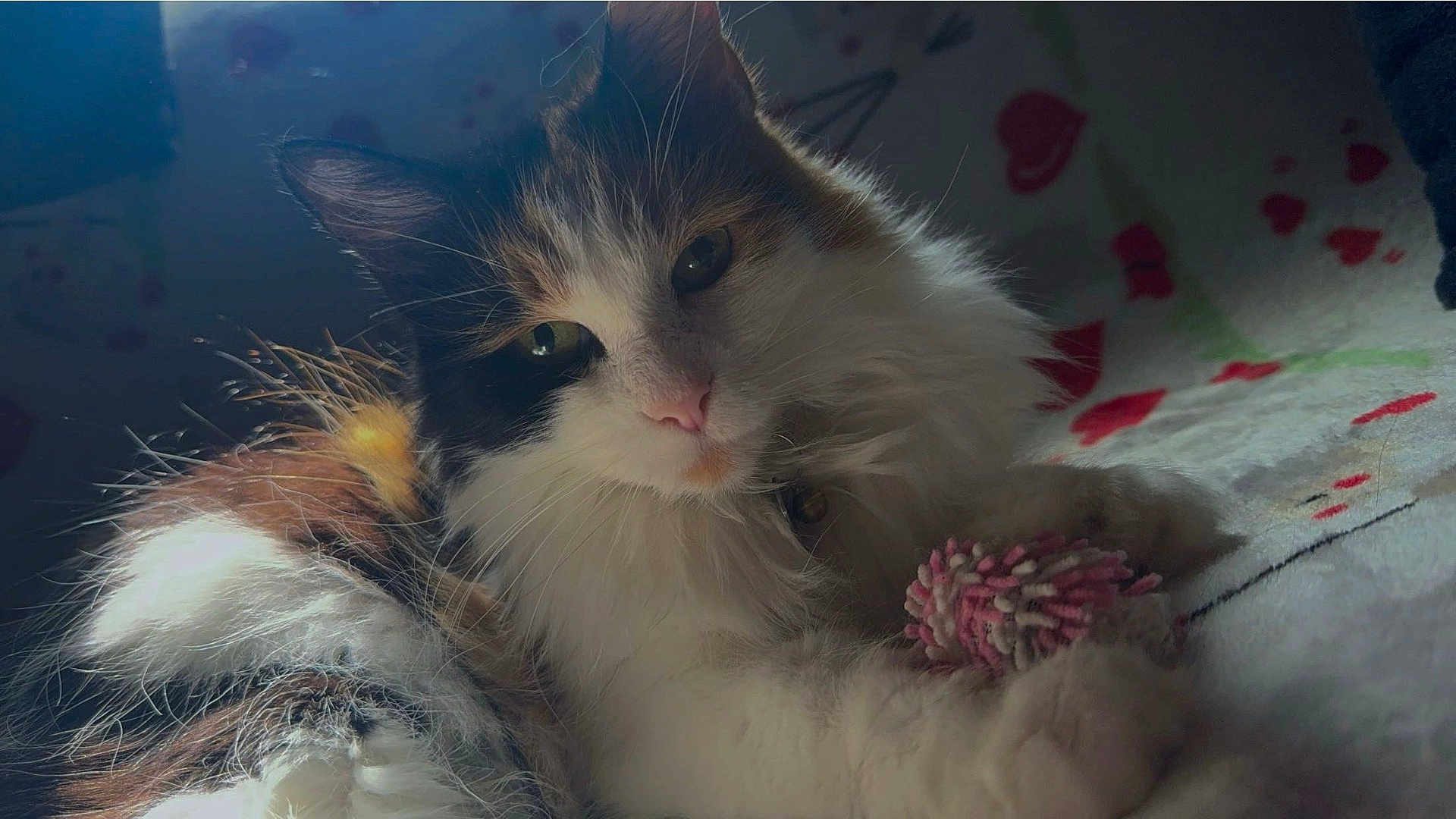 Sophia Grace joined the competition — help win amazing prizes! cat, fluffy, white, black, brown, toy, pink, blanket, heart_pattern, paw, whiskers, relaxed, indoor, pet, feline, closeup, soft_light, cute, fur, resting