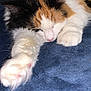 Sophia Grace is registered to the contest to win money with this photo: cat, calico, sleeping, paw, fur, close_up, indoor, blanket, cozy, pet, animal, relaxing, cute, whiskers, pink_paw_pads, soft, resting, feline, domestic_cat, nap