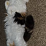 Sophia Grace is registered to the contest to win money with this photo: cat, fluffy, tricolor, calico, sleeping, relaxed, carpet, indoor, pet, feline, cute, whiskers, tail, paws, fur, resting, cozy, domestic_animal, animal, mammal
