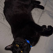 Shadow is registered to the contest to win money with this photo: animal, black_cat, blue_collar, cat, companion, cozy, cute, domestic_cat, feline, fur, indoor, lying_down, mammal, pet, quilt, relaxed, resting, soft_texture, whiskers, yellow_eyes