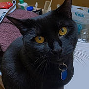 Shadow joined the competition — help win amazing prizes! black_cat, cat, pet, yellow_eyes, collar, blue_tag, bathroom, countertop, towel, toiletries, curious, close_up, indoor, fur, whiskers, domestic_animal, animal, feline, sitting, portrait