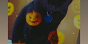 Shadow is registered to the contest to win money with this photo: animal, black_cat, black_fur, cat, closeup, collar, cute, decorative, festive, floating_objects, glowing_eyes, halloween, indoor, jack_o_lantern, orange, pet, portrait, sitting, spooky, tag