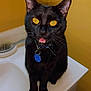 Shadow is registered to the contest to win money with this photo: black_cat, cat, pet, animal, yellow_eyes, collar, tag, sink, bathroom, white_surface, curious, close_up, indoor, feline, whiskers, ears, mouth_open, fur, domestic_cat, house_pet