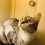 Coc participe au concours pour gagner de l'argent avec cette photo : animal, cabinet, cat, closeup, curious, domestic_animal, feline, fur, green_eyes, household, indoor, knob, looking_up, mammal, pet, portrait, reflection, soft_light, tabby_cat, whiskers