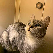 Coc participe au concours pour gagner de l'argent avec cette photo : animal, brown_background, cat, closeup, curious, domestic_cat, door_knob, feline, four_paws, fur, green_eyes, grey_cat, house_pet, indoor, looking_up, pet, portrait, reflective_surface, tabby, whiskers