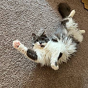 Percy joined the competition — help win amazing prizes! animal, carpet, cat, claws, cute, domestic, fluffy, fur, gray, indoor, lying_down, mammal, paw, pet, playful, relaxed, stretching, tail, whiskers, white