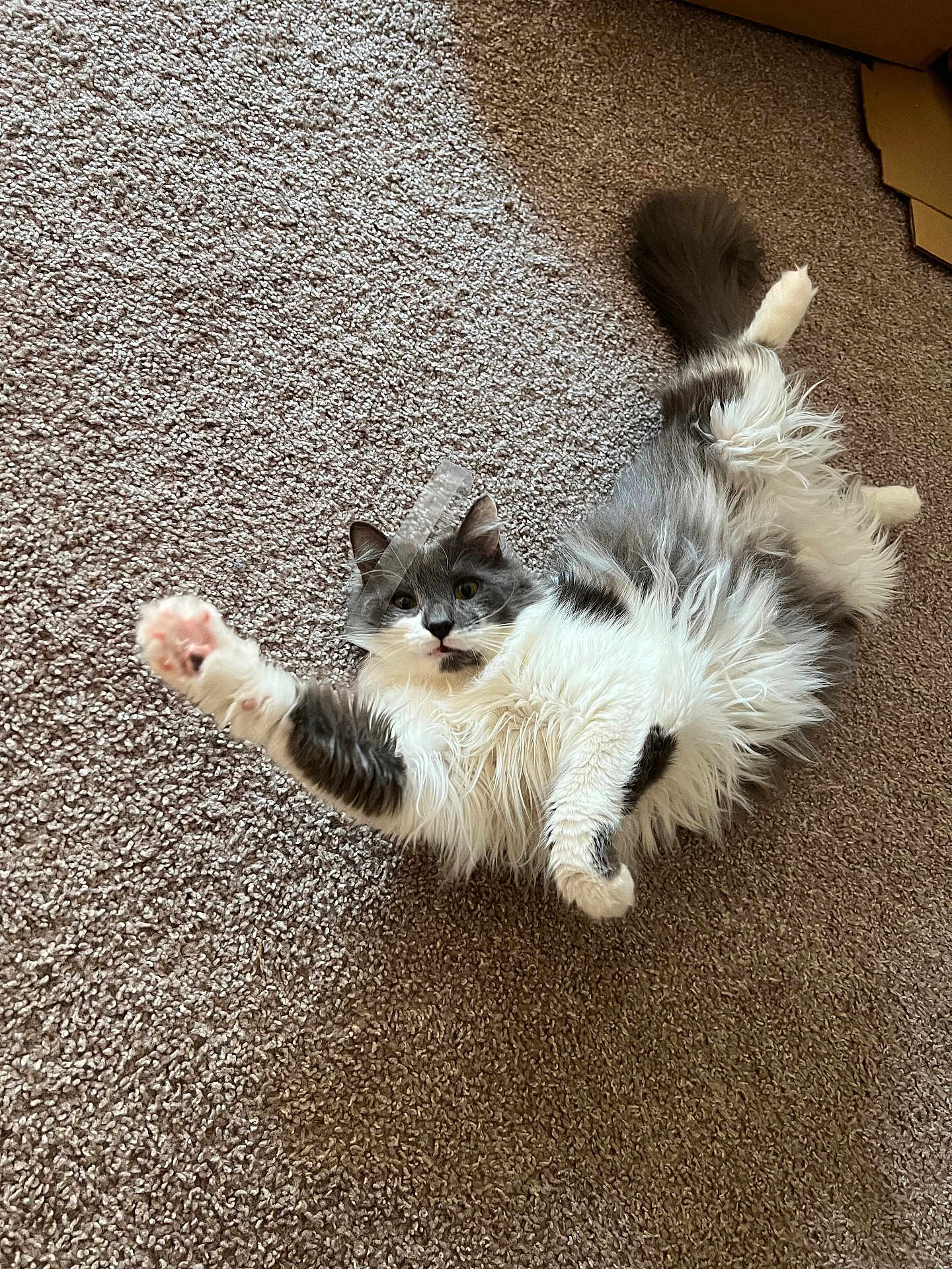 Percy