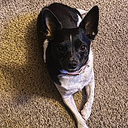Nevada joined the competition — help win amazing prizes! dog, black_and_white, pet, carpet, indoor, animal, canine, fur, ears, collar, looking_up, laying_down, cute, domestic_animal, companion, small_dog, curious, friendly, paws, relaxed