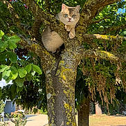 Berlioz participe au concours pour gagner de l'argent avec cette photo : cat, tree, green_leaves, nature, outdoor, animal, sunlight, moss, branch, fur, curious, pet, wildlife, daylight, trunk, garden, sky, plant, wood, park