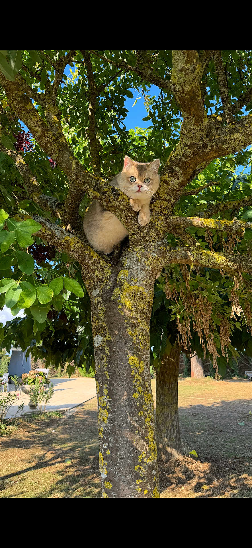Berlioz participe au concours pour gagner de l'argent avec cette photo : cat, tree, green_leaves, nature, outdoor, animal, sunlight, moss, branch, fur, curious, pet, wildlife, daylight, trunk, garden, sky, plant, wood, park