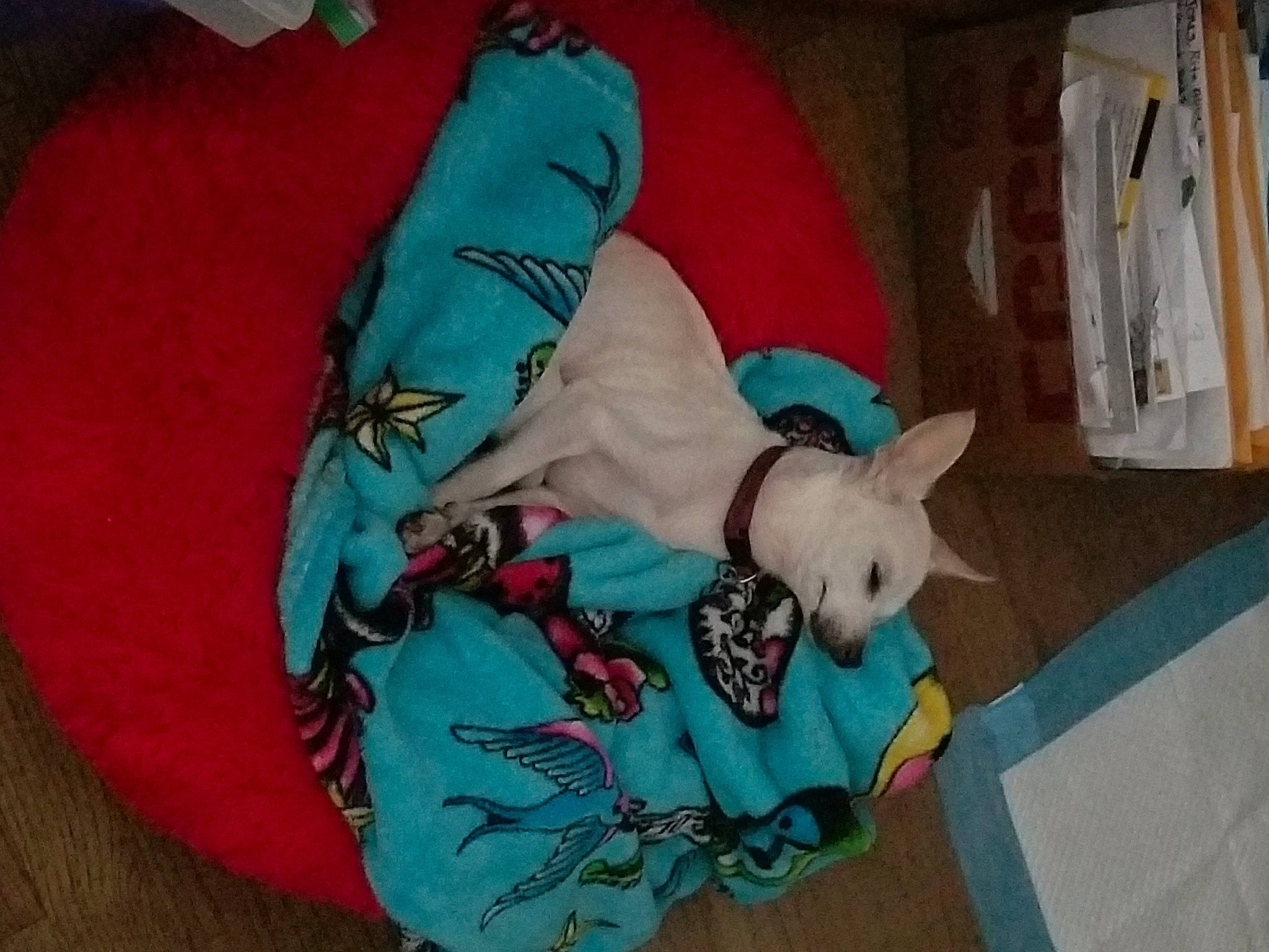 Baby joined the competition — help win amazing prizes! art, baby_toddler_clothing, carnivore, comfort, companion_dog, dog_breed, dog_supply, fawn, fictional_character, linens, pattern, plush, room, sleeve, stuffed_toy, t_shirt, tail, visual_arts, wood, working_animal