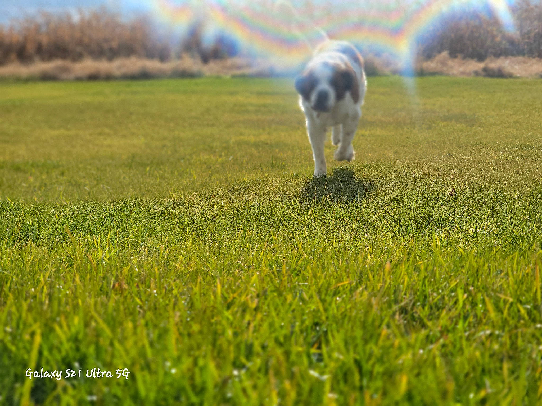 Nitrous is registered to the contest to win money with this photo: cloud, companion_dog, dog, dog_breed, grass, grass_family, grassland, grazing, mammal, meadow, morning, natural_environment, natural_landscape, people_in_nature, plant, prairie, rainbow, sky, vertebrate, working_animal