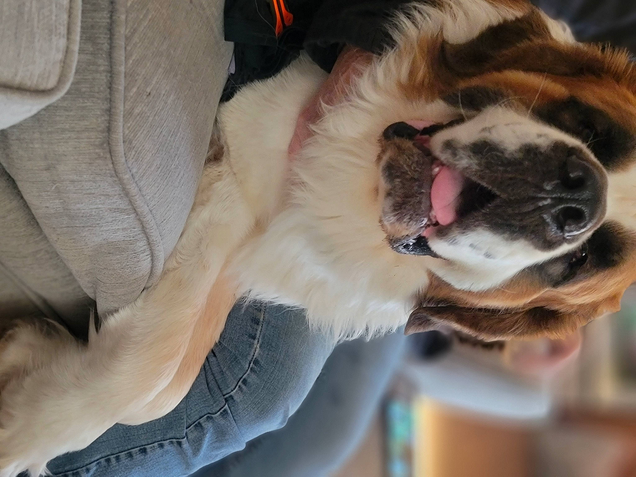 Diesel joined the competition — help win amazing prizes! canidae, carnivore, collar, comfort, companion_dog, dog, dog_breed, dog_collar, ear, fawn, felidae, leash, paw, plant, snout, sporting_group, st_bernard, tail, whiskers, working_animal