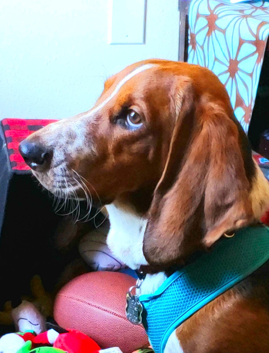Morty is registered to the contest to win money with this photo: basset_artesien_normand, basset_hound, beagador, canidae, carnivore, companion_dog, coonhound, dog, dog_breed, ear, english_coonhound, hound, liver, mammal, rare_breed_dog, redbone_coonhound, sporting_group, treeing_walker_coonhound, vertebrate, vizsla