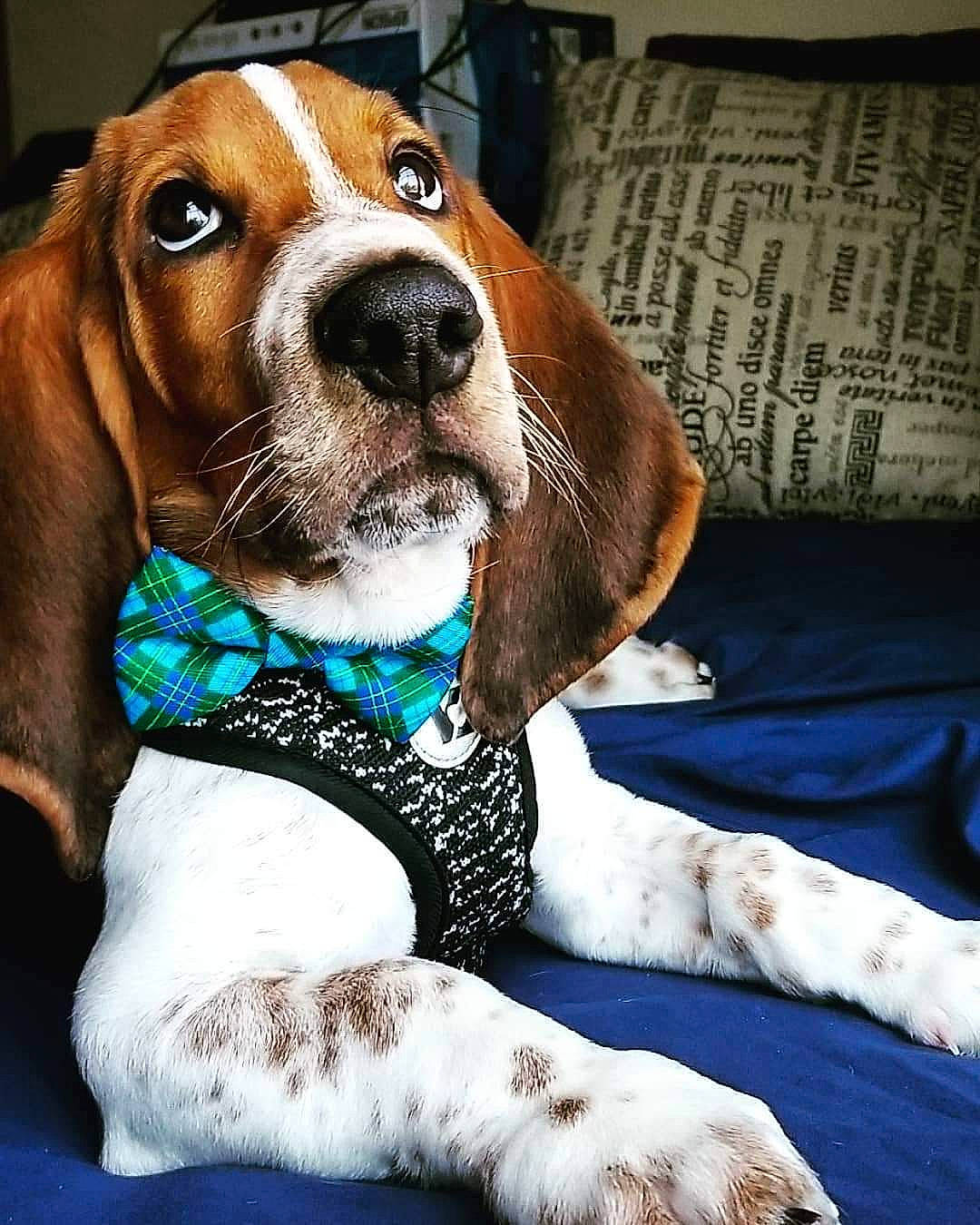 Morty is registered to the contest to win money with this photo: american_foxhound, artois_hound, basset_artesien_normand, basset_hound, canidae, carnivore, companion_dog, coonhound, dog, dog_breed, english_coonhound, estonian_hound, finnish_hound, harrier, hound, mammal, schweizer_laufhund, snout, treeing_walker_coonhound, vertebrate