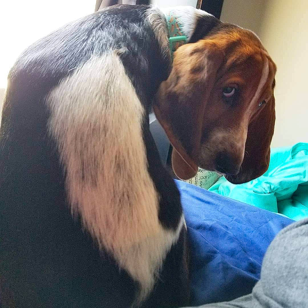Morty joined the competition — help win amazing prizes! basset_artesien_normand, basset_hound, canidae, carnivore, companion_dog, dog, dog_breed, ear, fur, mammal, nose, schweizer_laufhund, snout, sporting_group, vertebrate